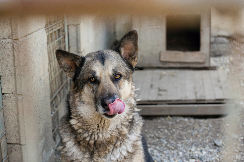 Sklonište za životinje Prijatelji
