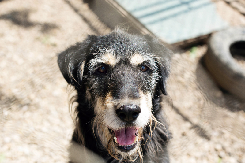 Sklonište za životinje Prijatelji