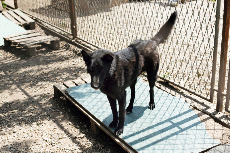 Sklonište za životinje Prijatelji