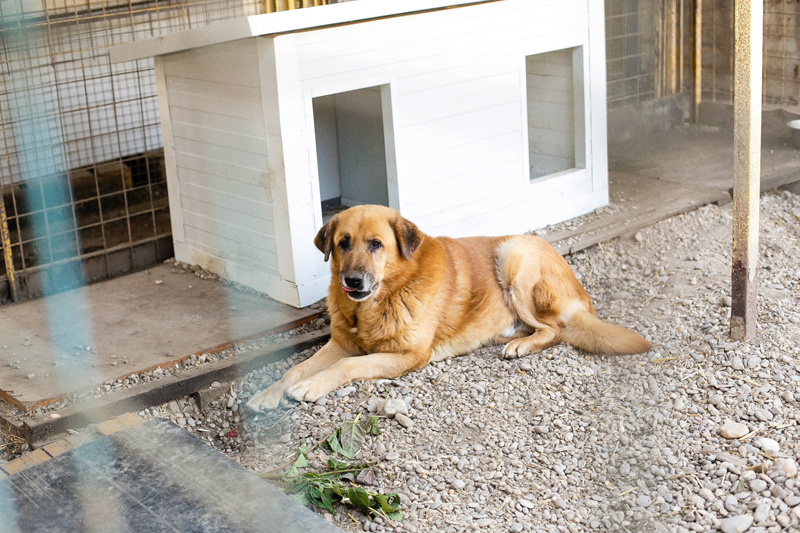 Sklonište za životinje Prijatelji