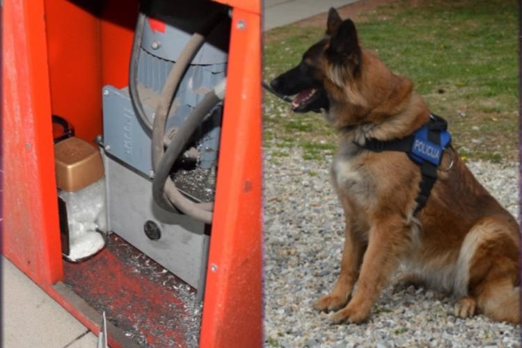 Droga Novo Selo Rok - pronađena uz pomoć belgijske ovčarke psa Loka / Foto: PUM