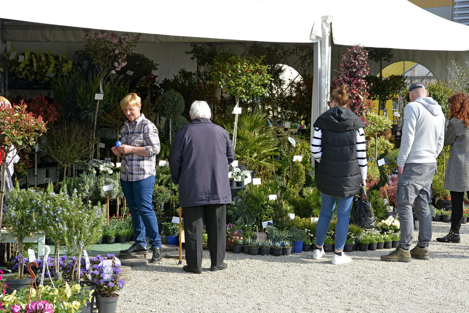 DSC6309 Sajam cvijeca Prelog www.studiom.hr