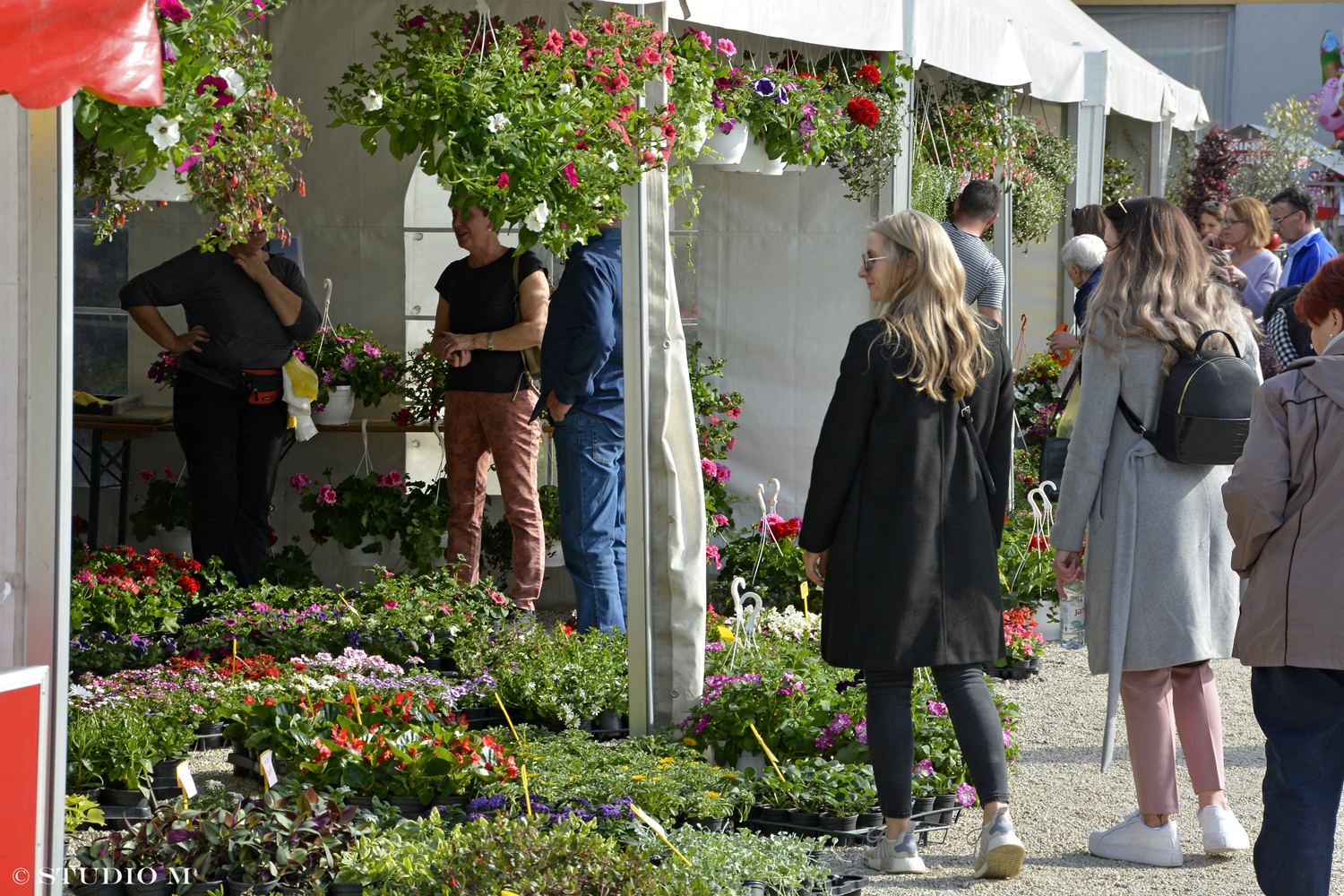 DSC6368 Sajam cvijeca Prelog www.studiom.hr