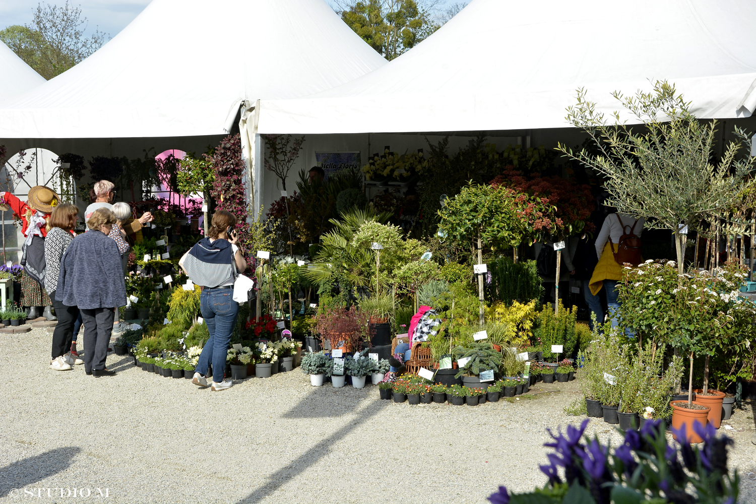 DSC6390 Sajam cvijeca Prelog www.studiom.hr