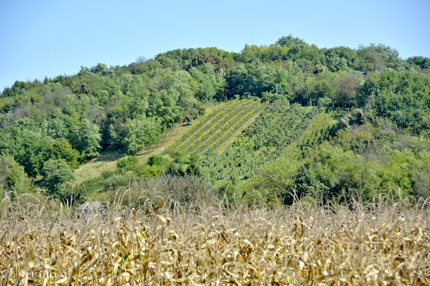 DSC0158 Berba pri Tomasekima www.studiom.hr