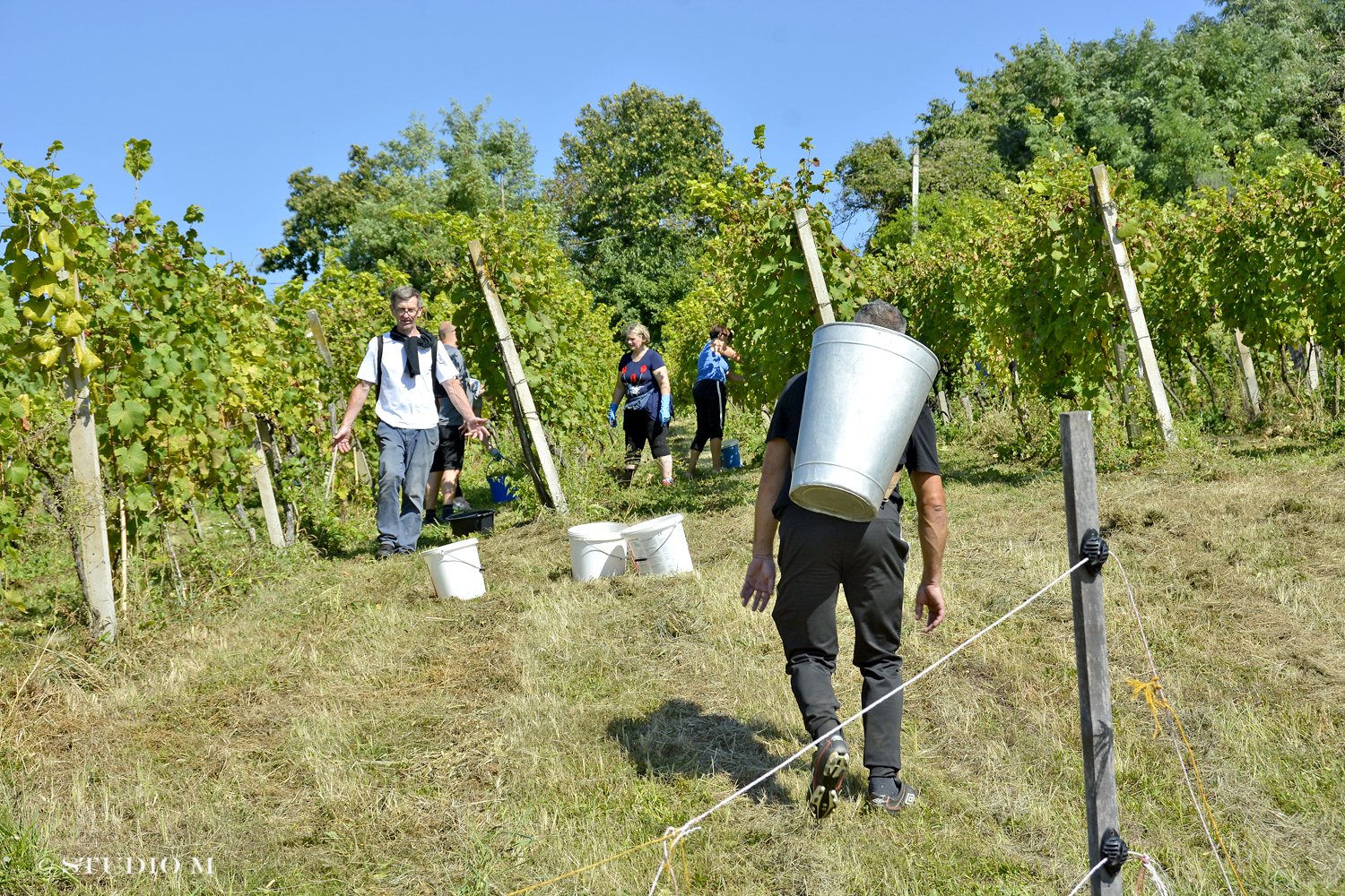 DSC0177 Berba pri Tomasekima www.studiom.hr