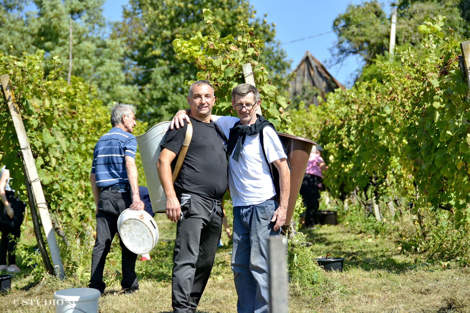 DSC0179 Berba pri Tomasekima www.studiom.hr