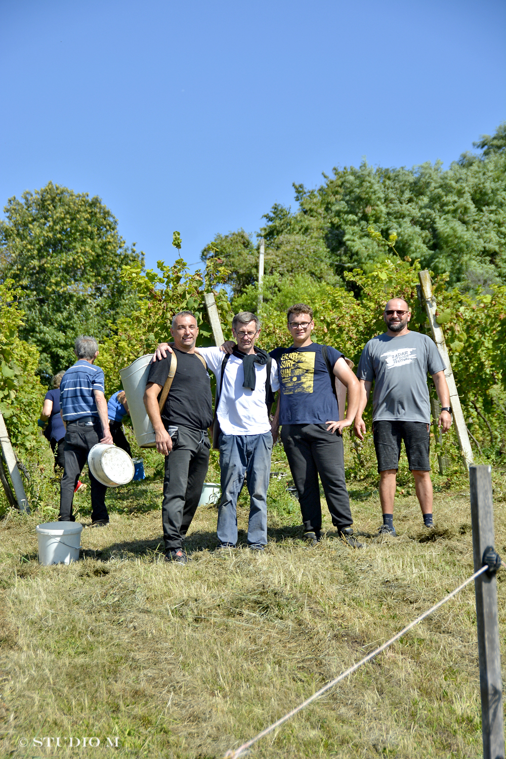 DSC0183 Berba pri Tomasekima www.studiom.hr