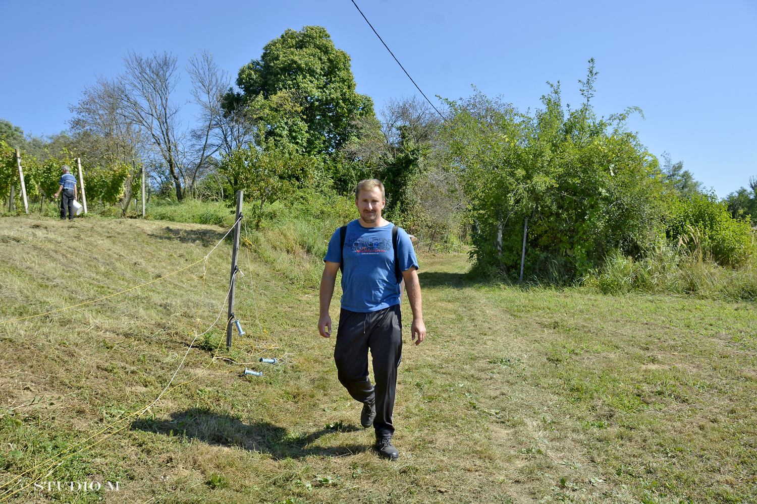 DSC0185 Berba pri Tomasekima www.studiom.hr