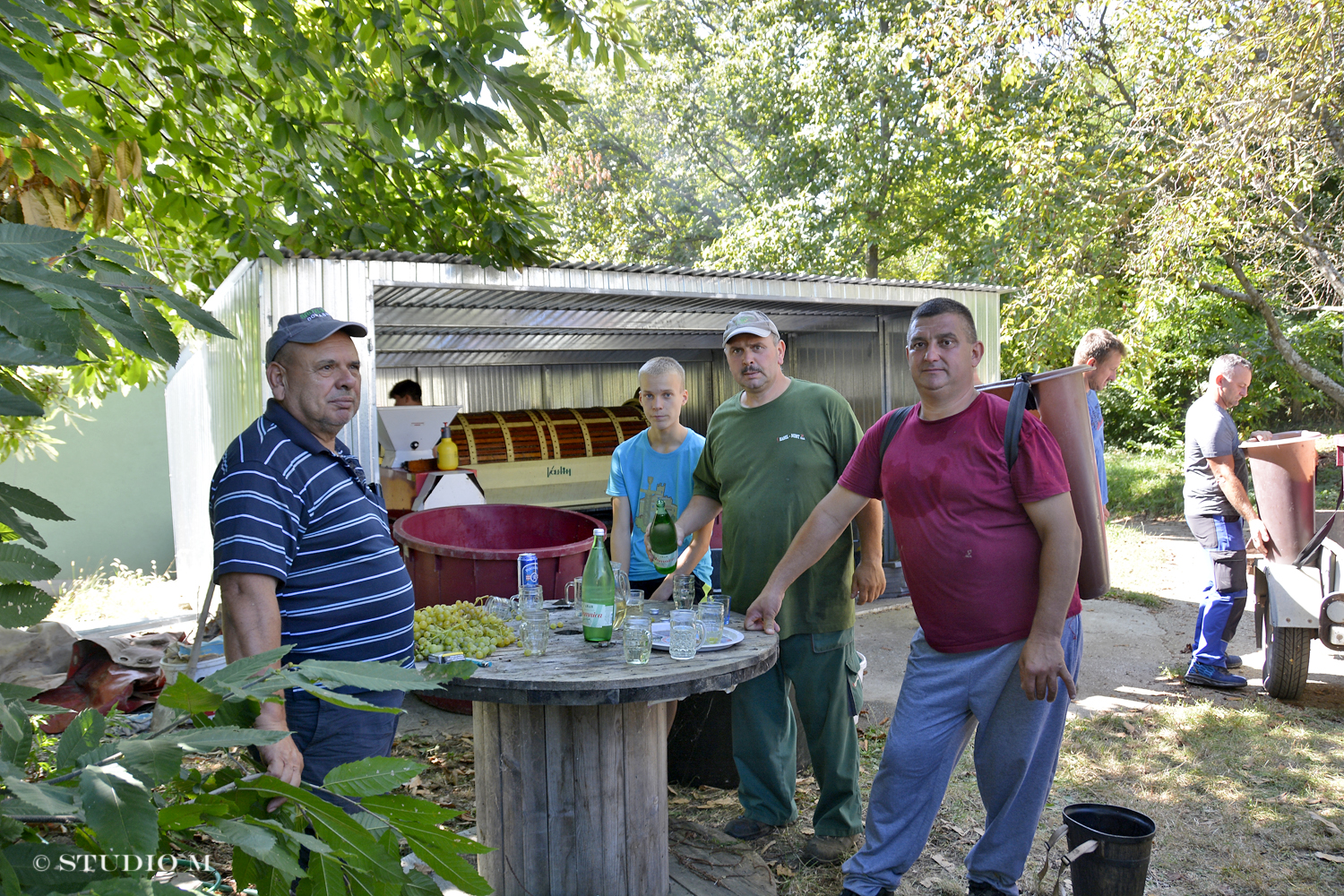 DSC0186 Berba pri Tomasekima www.studiom.hr