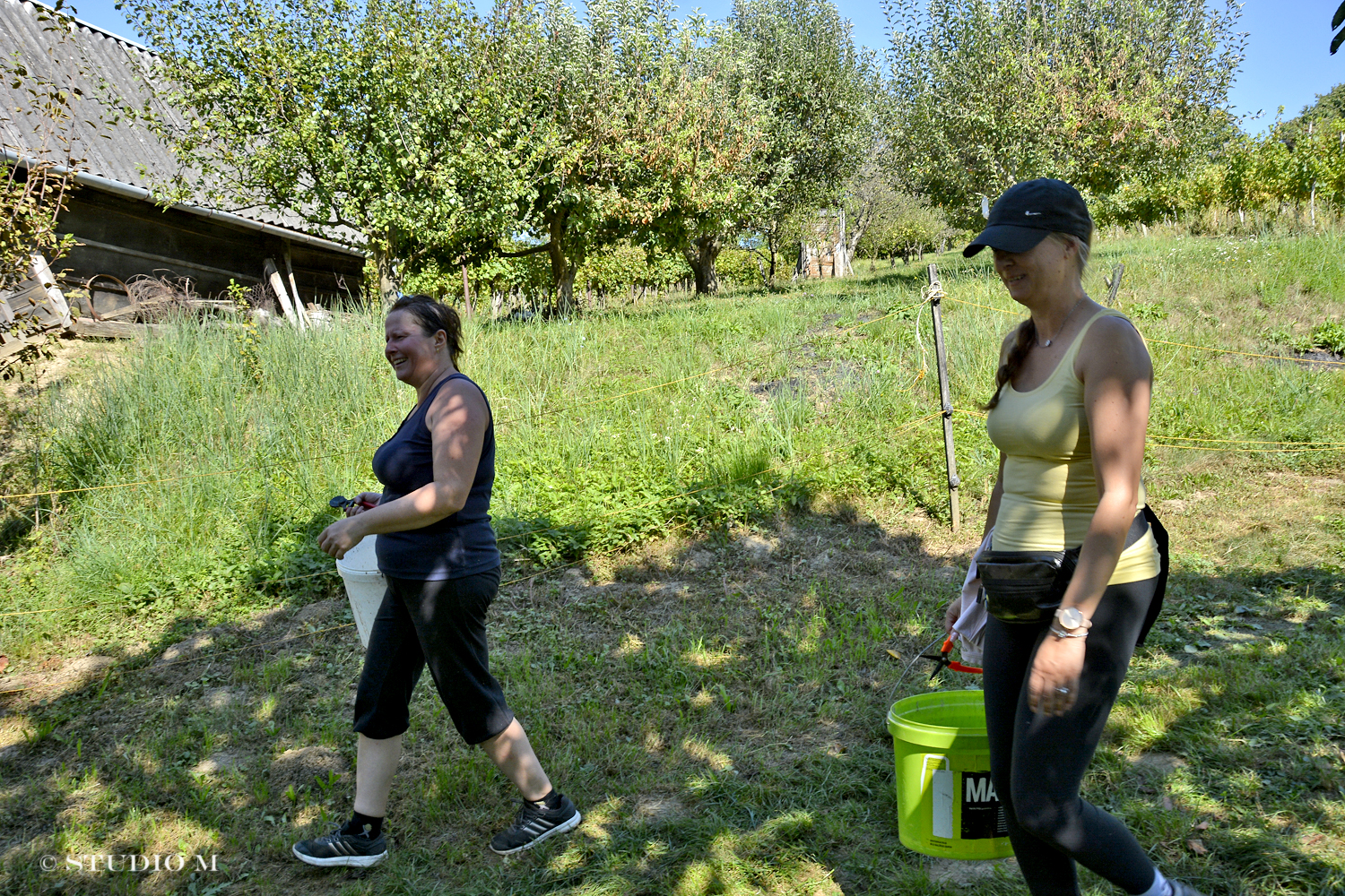 DSC0190 Berba pri Tomasekima www.studiom.hr