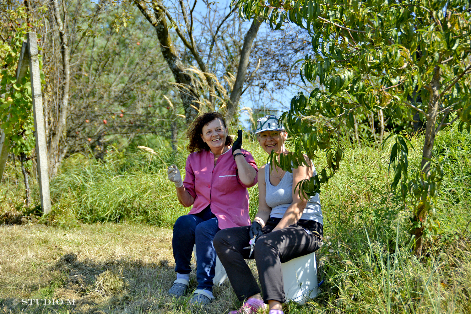 DSC0192 Berba pri Tomasekima www.studiom.hr