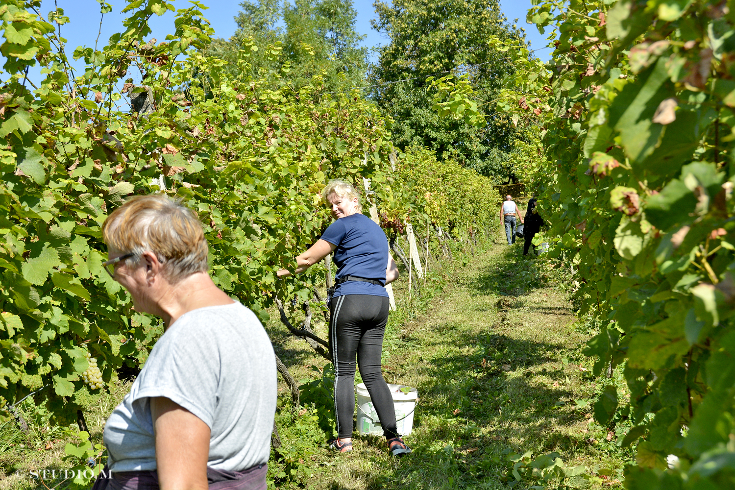 DSC0194 Berba pri Tomasekima www.studiom.hr