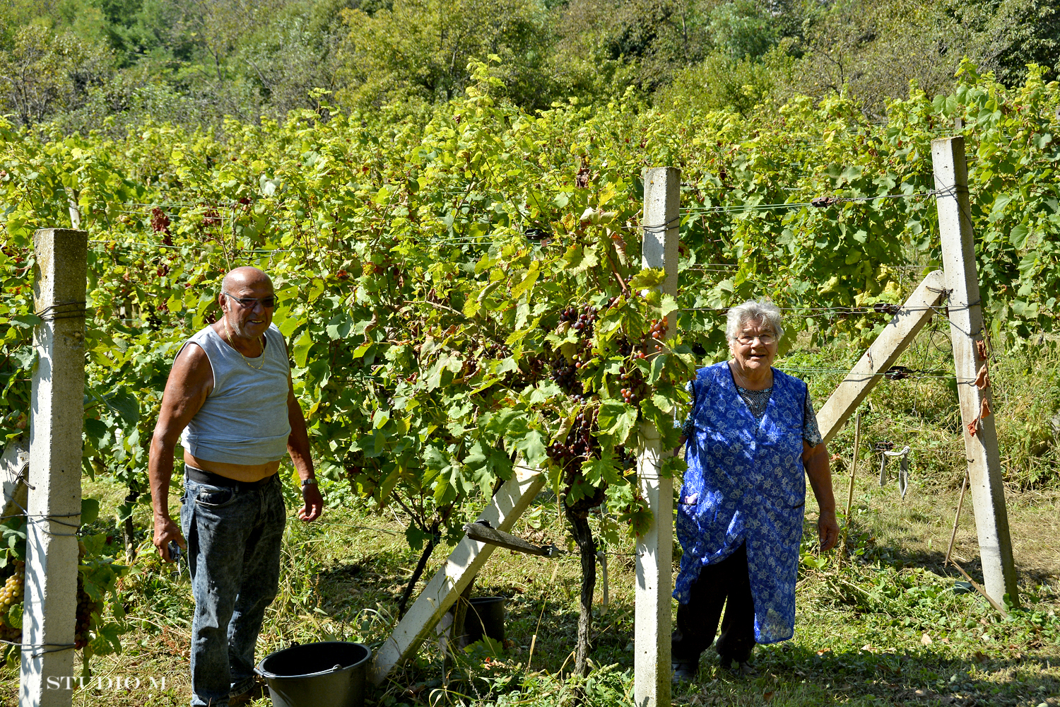 DSC0198 Berba pri Tomasekima www.studiom.hr