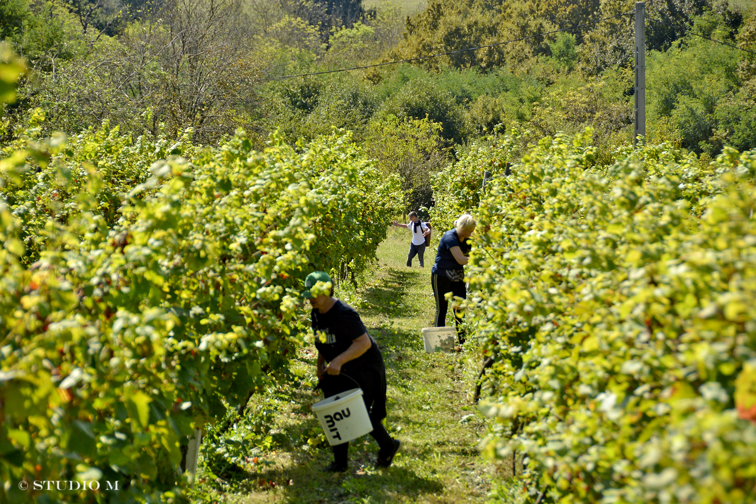 DSC0204 Berba pri Tomasekima www.studiom.hr