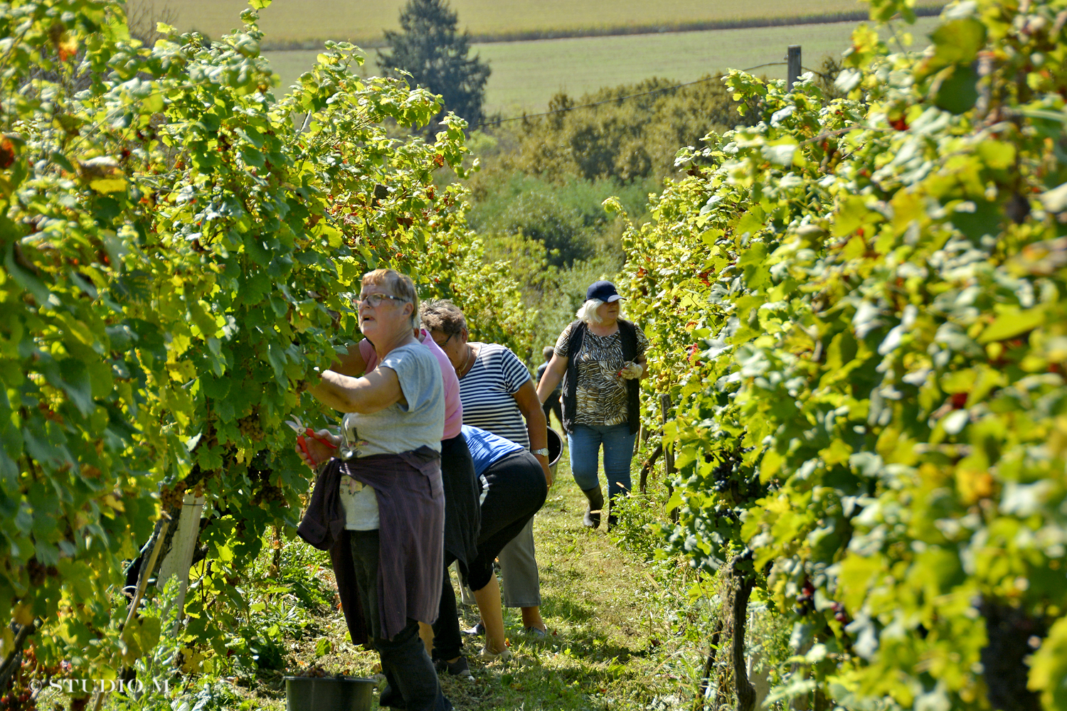 DSC0206 Berba pri Tomasekima www.studiom.hr