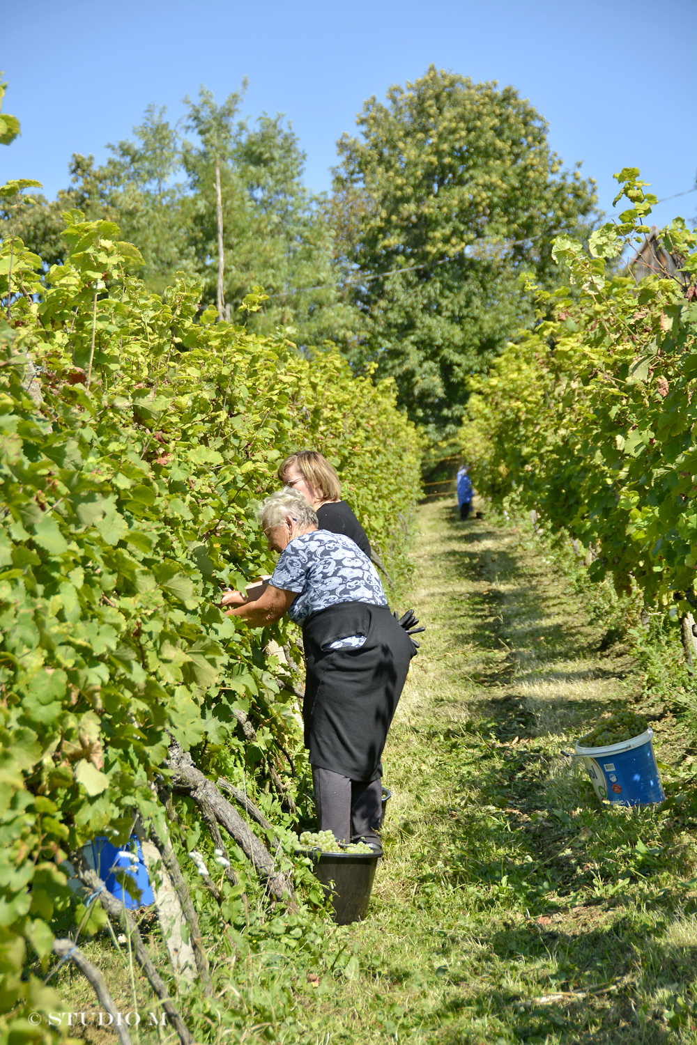 DSC0209 Berba pri Tomasekima www.studiom.hr