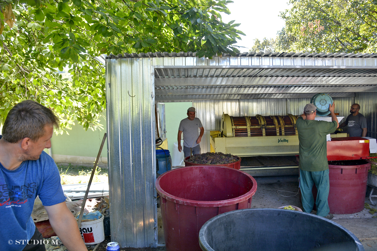 DSC0214 Berba pri Tomasekima www.studiom.hr