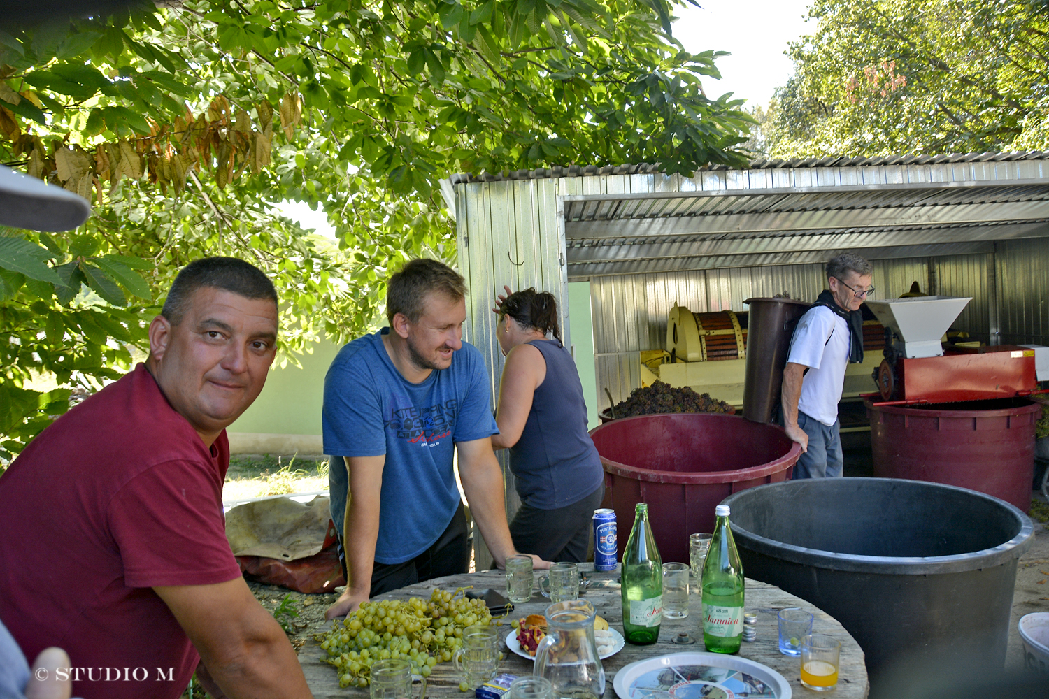 DSC0222 Berba pri Tomasekima www.studiom.hr