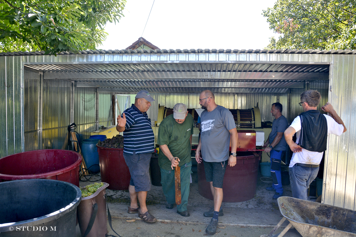 DSC0226 Berba pri Tomasekima www.studiom.hr