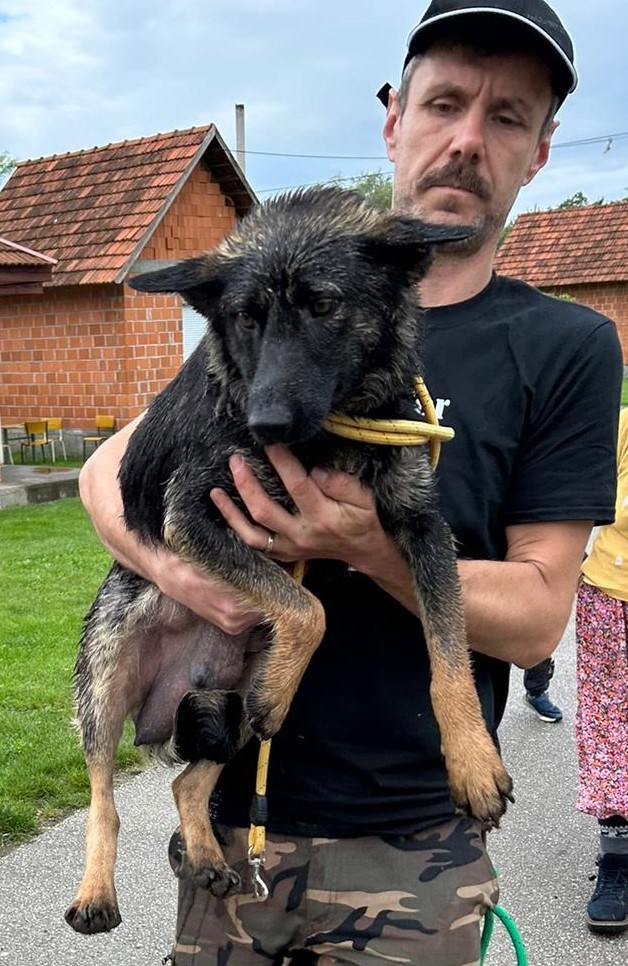 Zbrinjavanje Pasa Piskorovec 7