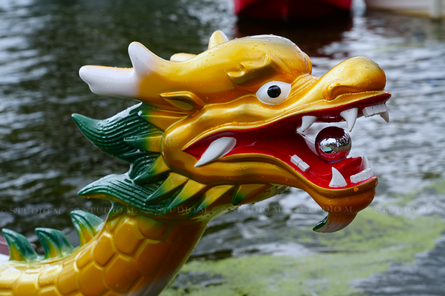 Dragon boat kup Prelog 2026 Studio M 24